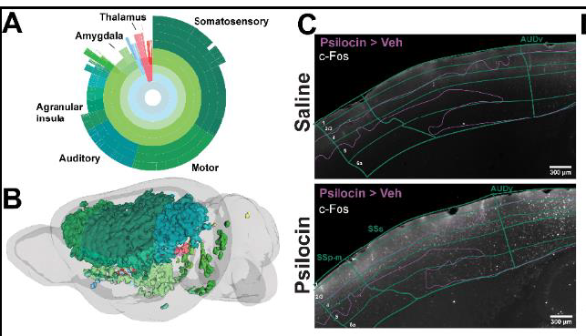 Synthetic neuroscience grants promote transformative brain tech